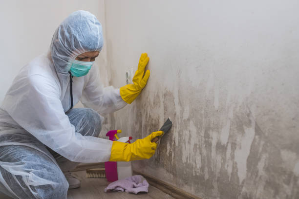 Forensic Mold Investigation in Linwood, PA